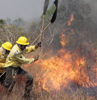 Imagem do Curso Online Incêndios Florestais