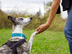 Imagem do Curso Online Comportamento Canino, Comunicação Básica para Adestramento e Faro